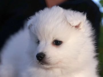 Nordic Happytails