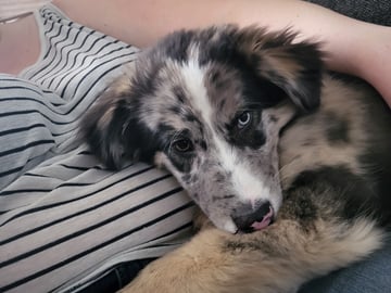 My Sweet Monster
