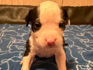 Patrick Nielsen Amstaff