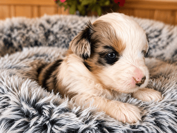 Emterborns