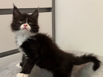 Maine Coon · Motala · SE*Power Tail’s