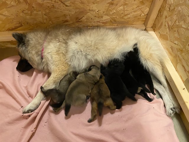 Eurasier