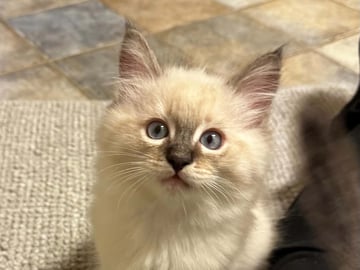 Ragdoll (utan stamtavla) · Vadstena · Skåningstorp
