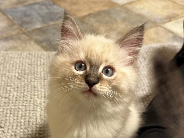 Ragdoll (utan stamtavla) · Vadstena · Skåningstorp