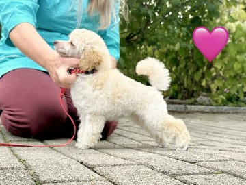 Miniature Poodle · Ås · Laila Johansen