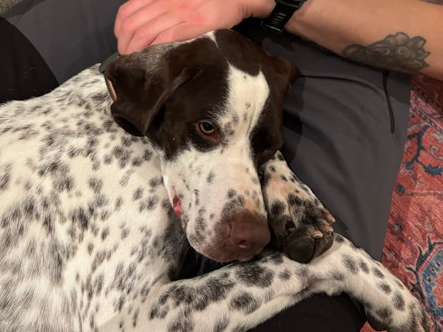 Pointer