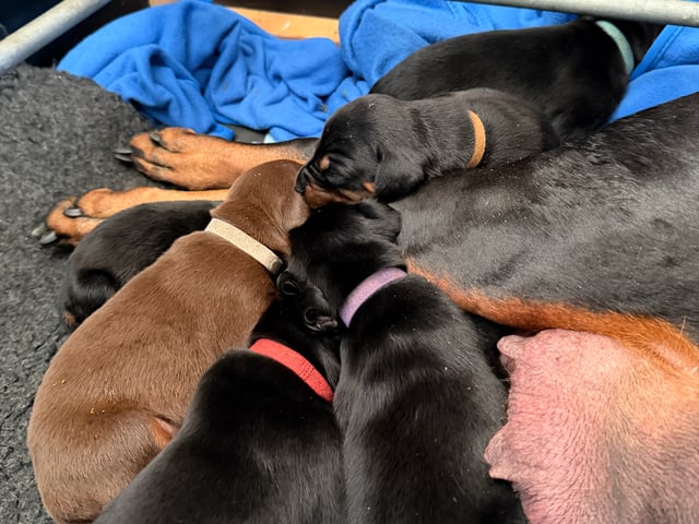 Dobermann