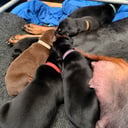 Dobermann