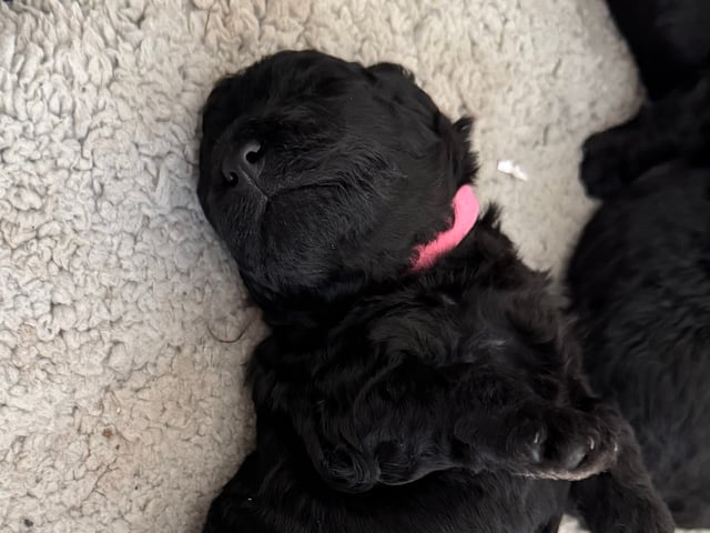 Pumi