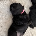 Pumi