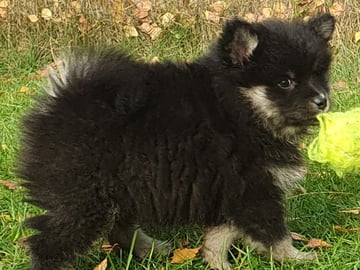 Finnish Lapphund · Karlstad · Strix's