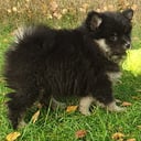 Finnish Lapphund