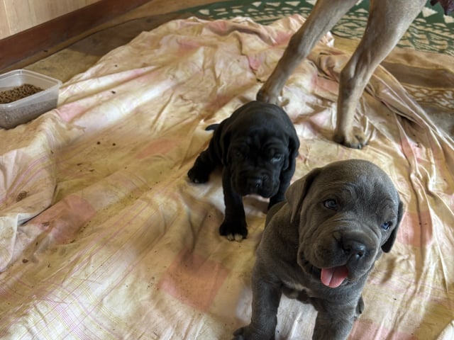 Cane Corso