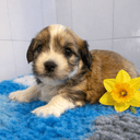 Bichon havanais