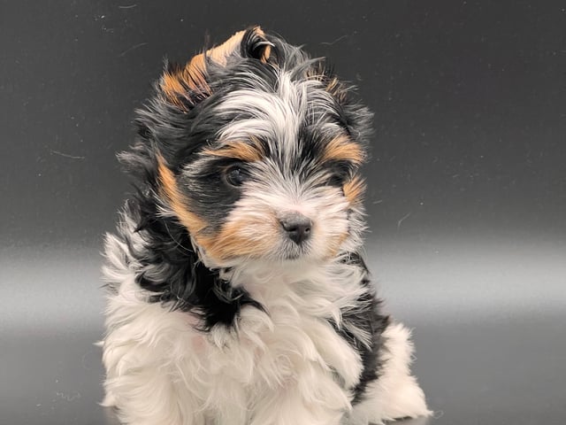 Biewer terrier