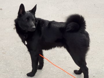 Norwegian Elkhound, Black