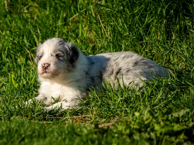 Australian shepherd