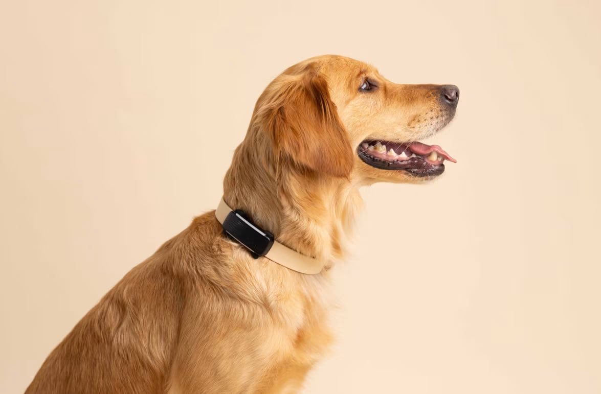 Tractive GPS til hund – Smart og pålidelig sporing