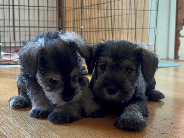 Miniature Schnauzer · Partille · Encalnas' Kennel