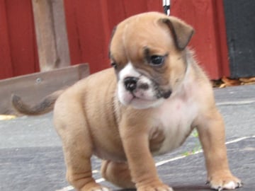 Maxibull