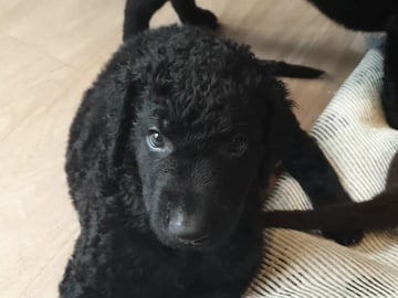 Ing-Maris kennel