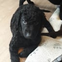 Curly Coated Retriever