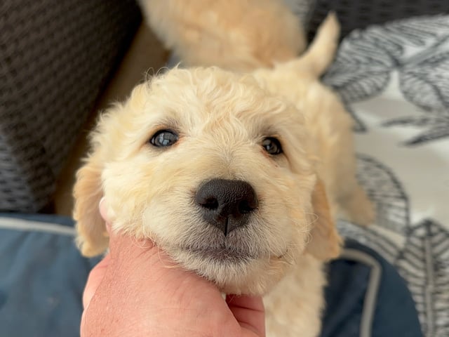 Goldendoodle
