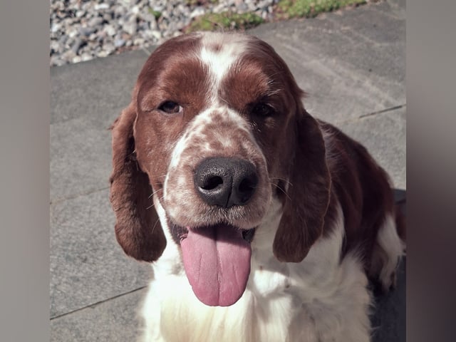 Welsh springer spaniel