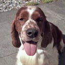 Welsh springer spaniel