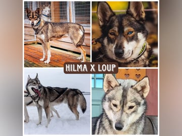 Siberian husky · Sørskogbygda · Dopamine
