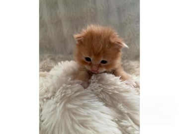 SnowKitten
