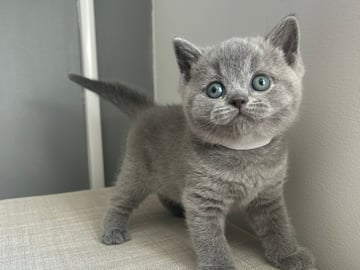 SE* Paws of mischief’s