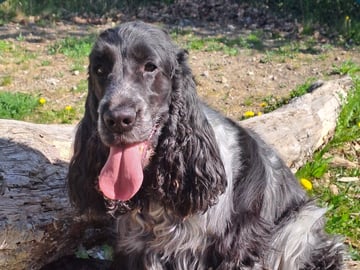 Cocker spaniel · Färjestaden · Kari K.