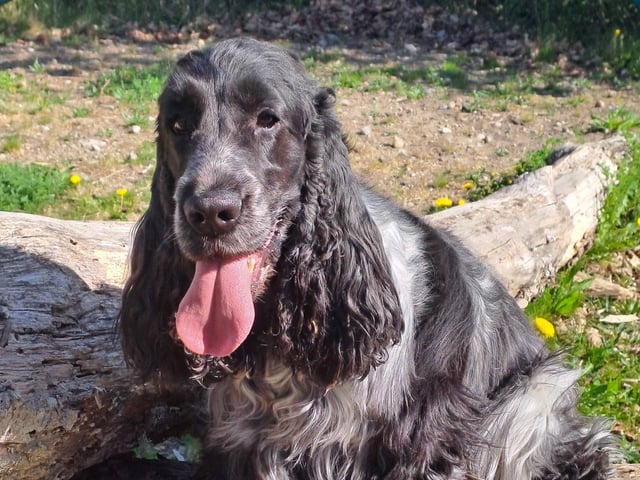 Cocker spaniel · Färjestaden · Kari K.