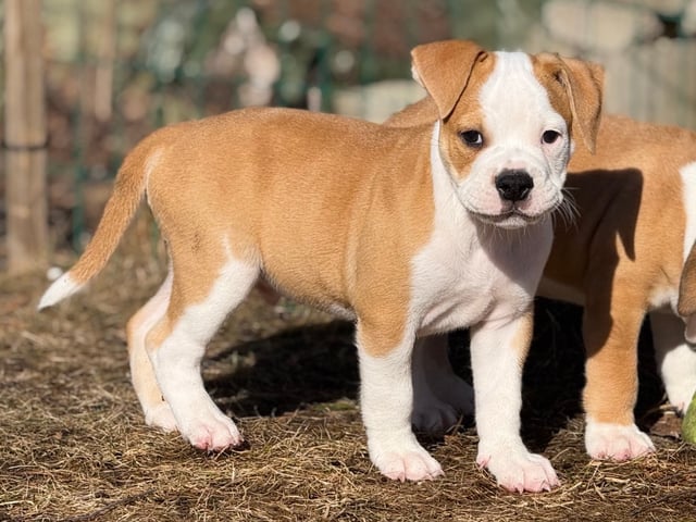 Continental Bulldog