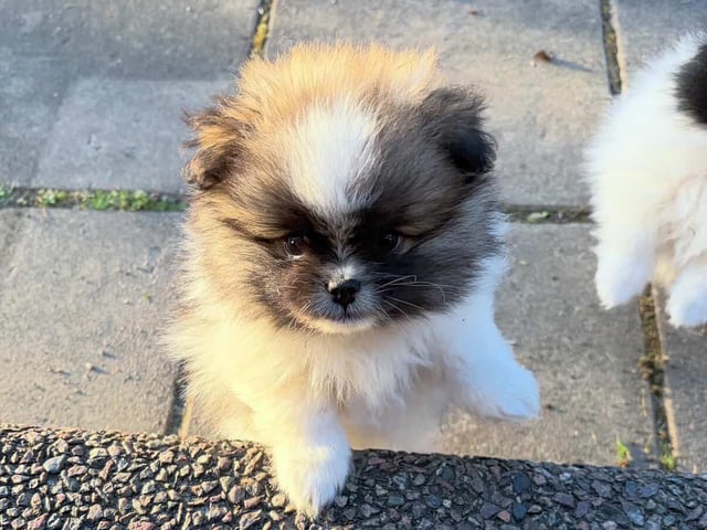 Pomeranian