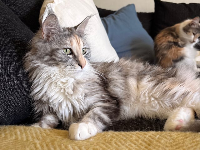 Maine Coon · Bjursås · Estelle W.