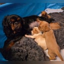 King charles spaniel