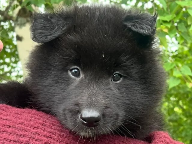 Belgisk hyrdehund – Groenendael