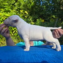 Miniature Bull Terrier