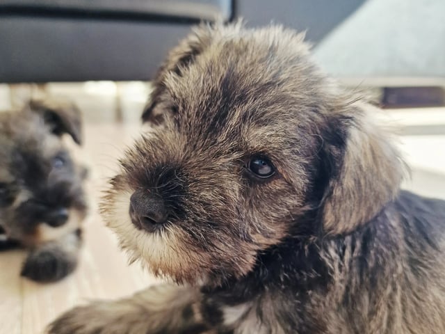 Dværgschnauzer