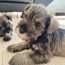 Dvergschnauzer