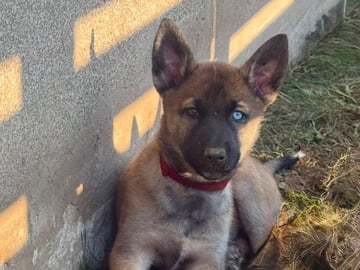 Husky Malinois