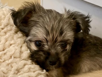 Chihuahua · Bålsta · Bålsta