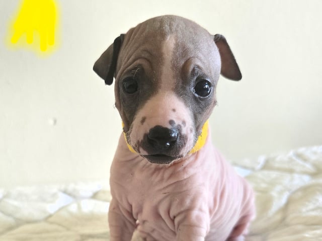 Puppy: Sif