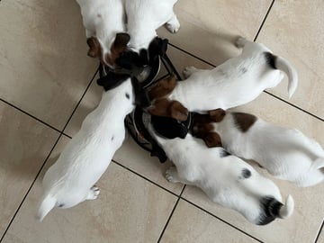 Cahabas