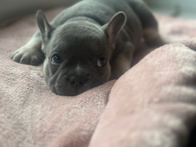 Fransk bulldog
