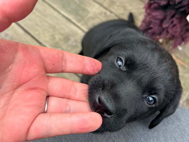 Labrador retriever