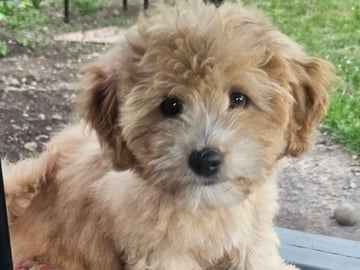 Blandras Dvärg pudel/ Bichon Havanais · Höör · Carola J.
