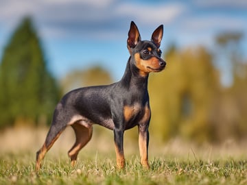 English toy terrier